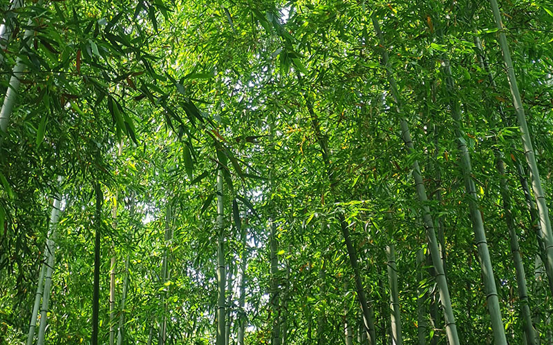 Bosque de bambú.